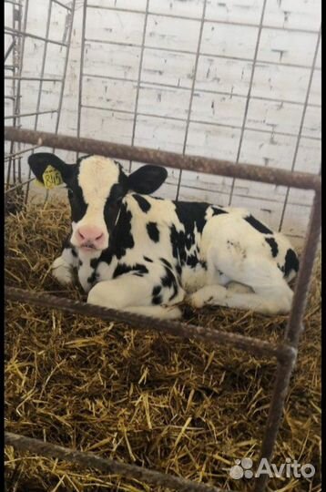 Бычки Тёлки