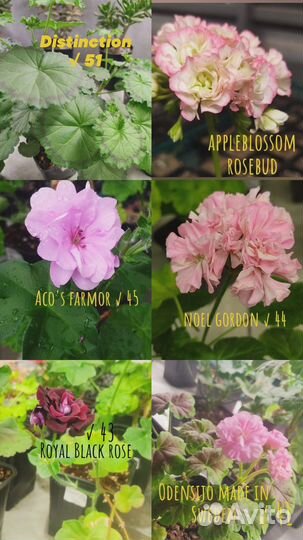 Пеларгонии сортовые