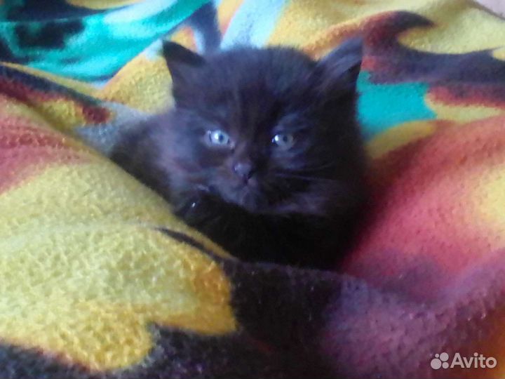 Котята бесплатно