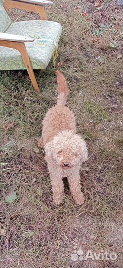 Малый пудель