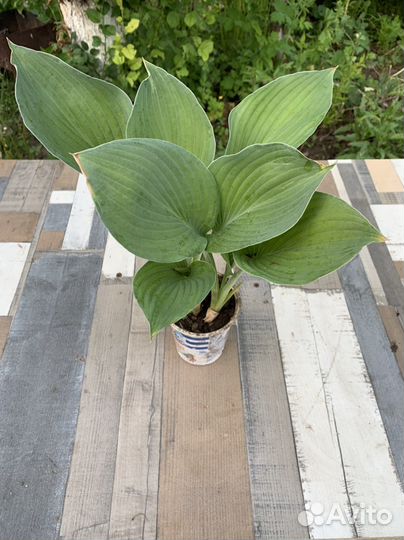 Хоста растение