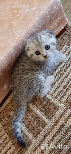 Шотландский вислоухий котенок