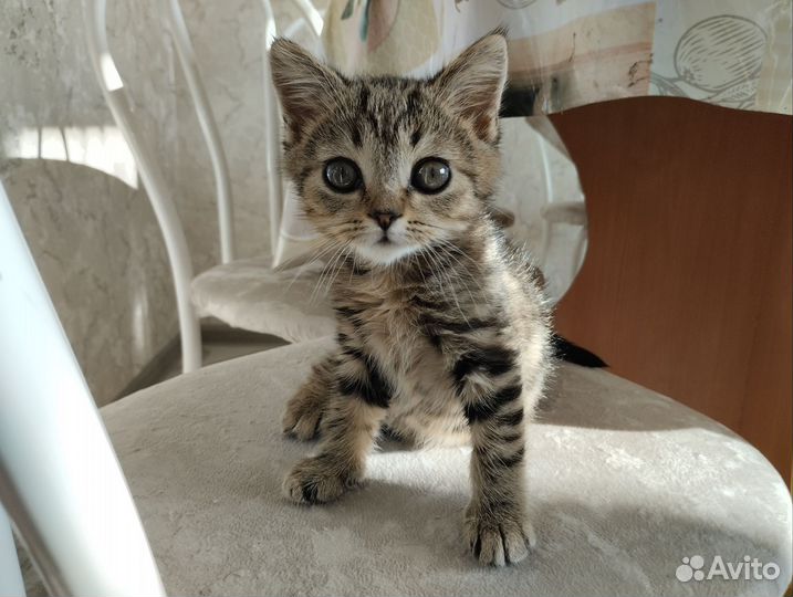 Шотландский котик