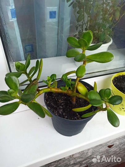 Денежное дерево