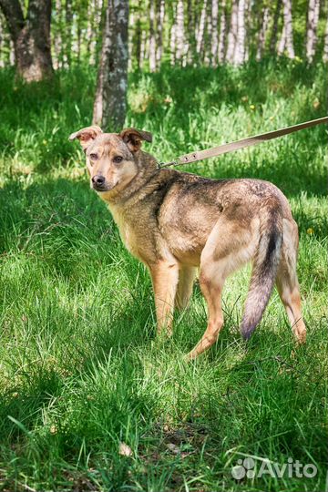 Герда страдает в тесном вольере в приюте
