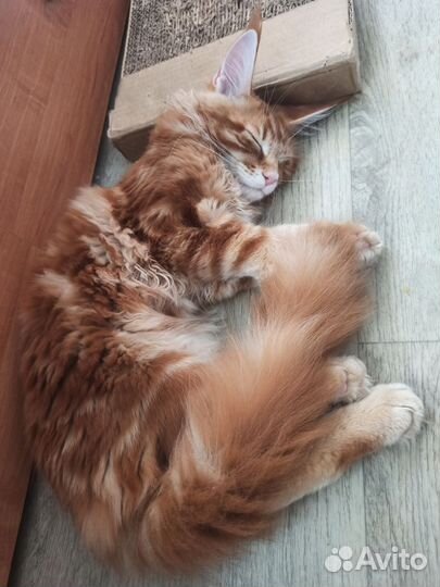 Мейн-кун котенок