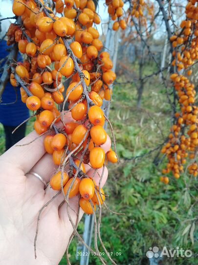 Саженцы крупной облепихи