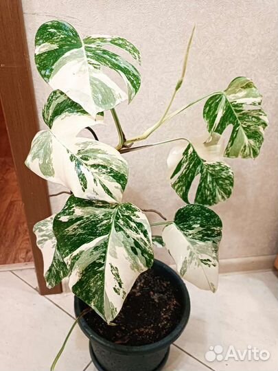 Монстера Альба