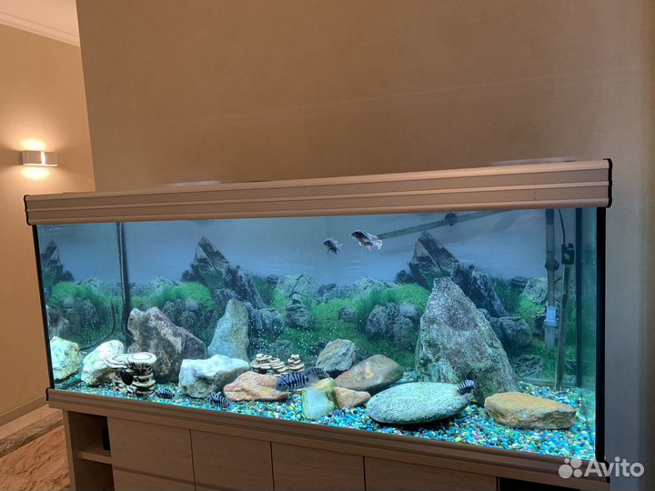 Аквариума
