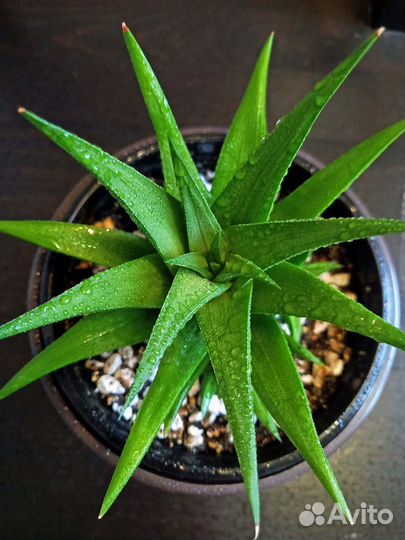 Хавортия с детками