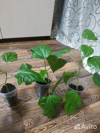 Гибискус китайская роза