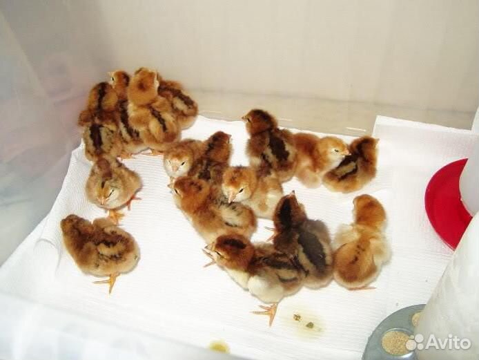 Цыплята ливенских ситцевых, Билефельдеры,Петух