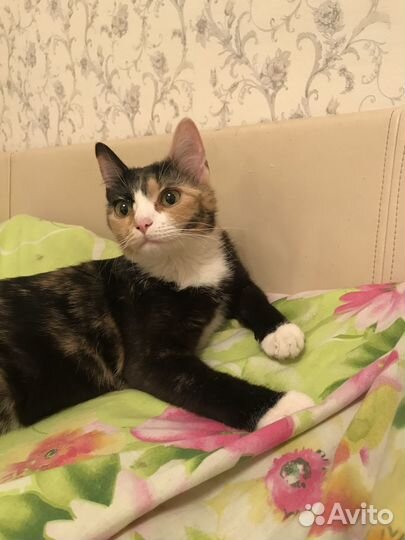 Чудесная Тиграша