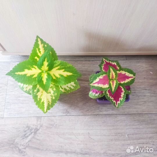 Комнатные цветы