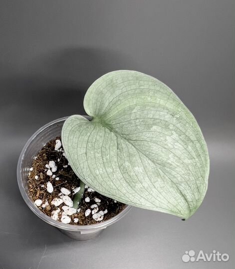 Сциндапсусы Сильвер Хиро, Сильвер энн