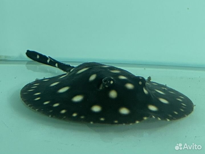 Скат леопольди BD