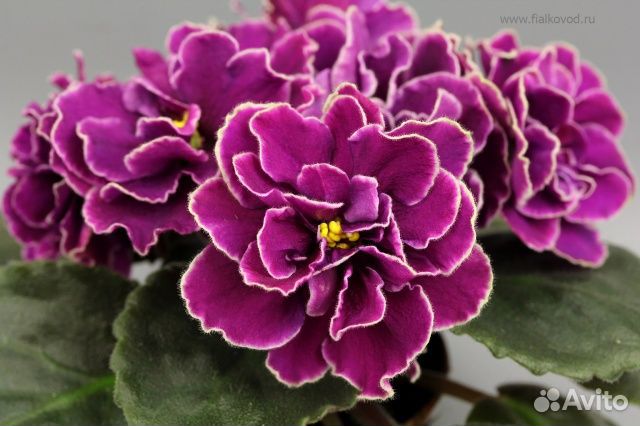 Фиалки - детки- набор