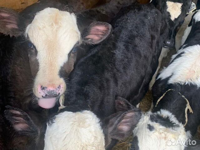 Авито пугачев саратовская обл животные. Авито пугачева животных. Продажа в пугачёве животные. Маленькие телята. Авито пугачева животных.