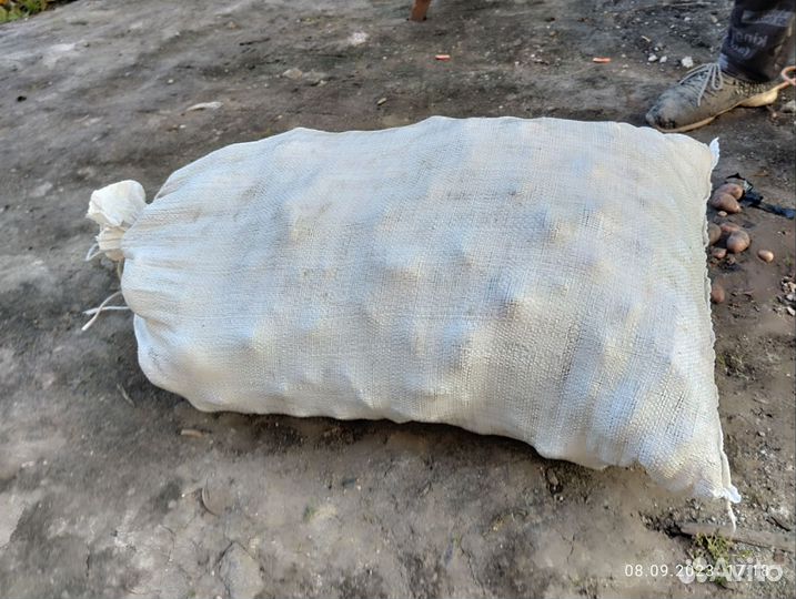 Картофель домашний