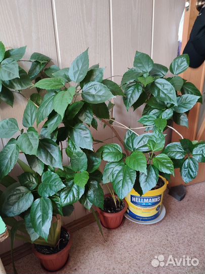 Комнатные растения цветы большие