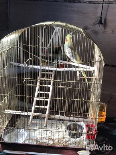 Попугай корелла с клеткой