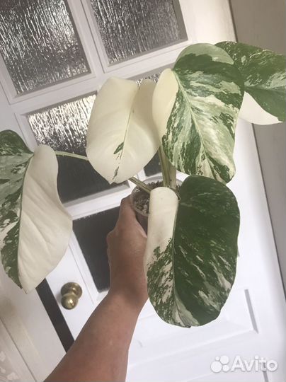 Монстера Альба