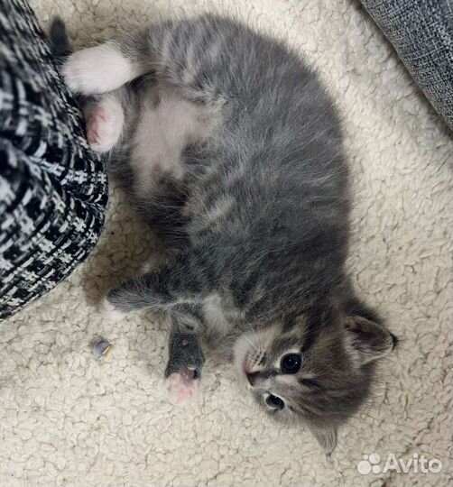 Котик в добрые руки