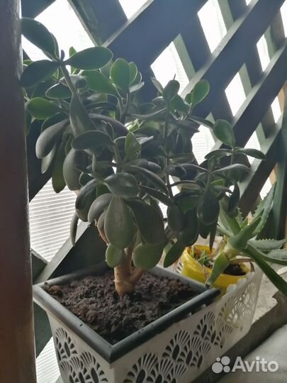 Денежное дерево