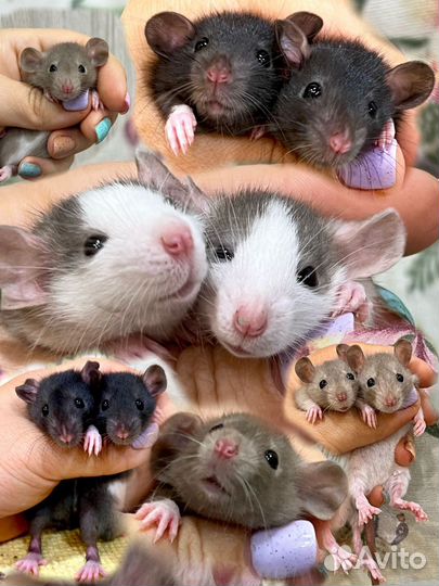 Крысята дамбо крыска крыски крыса