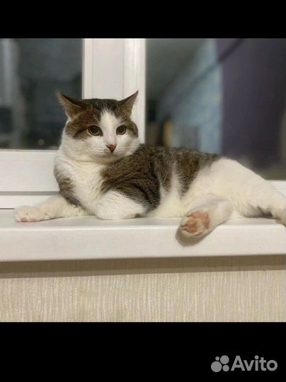 Коты отдам в добрые руки