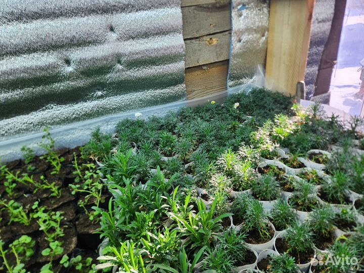 Рассада цветов