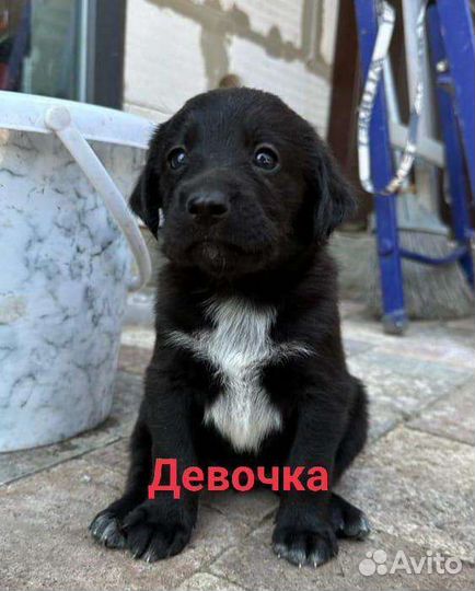Щенок в добрые руки