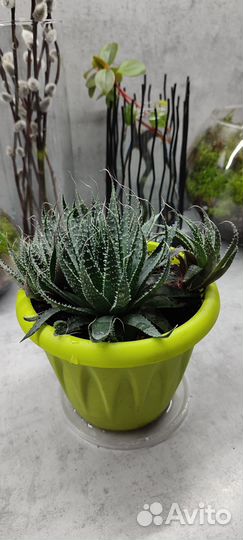 Алоэ остистый