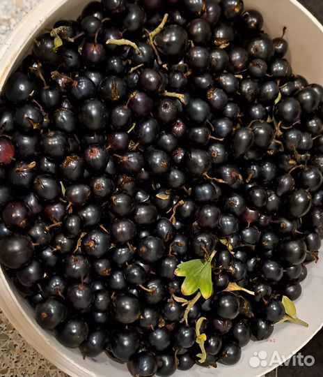 Смородина дачная