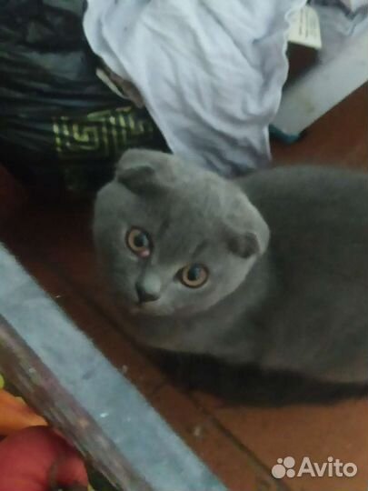 Британский кот