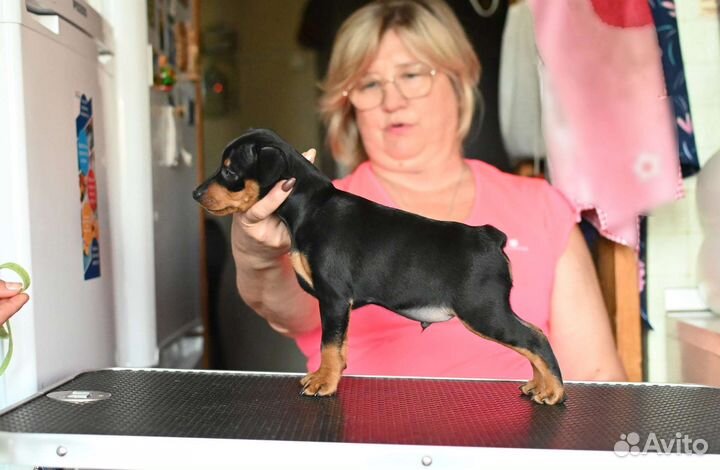 Щенки цвергпинчера - В Москве и Краснодаре