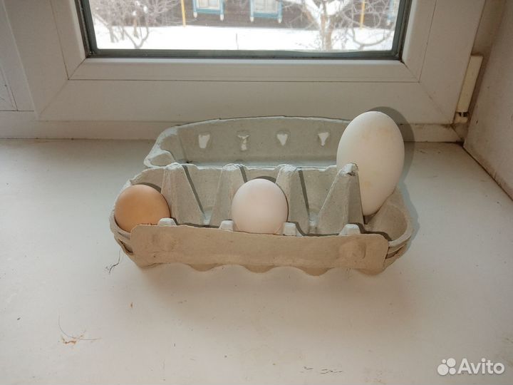 Инкубационное яйцо кур, уток, гусей