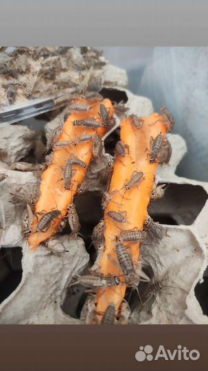 Сверчки живые. Живой корм. Сверчковая пыль