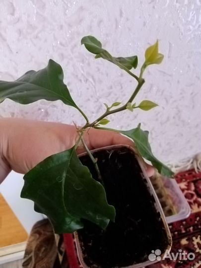 Бугенвиллия