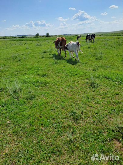 Коровы и Телята