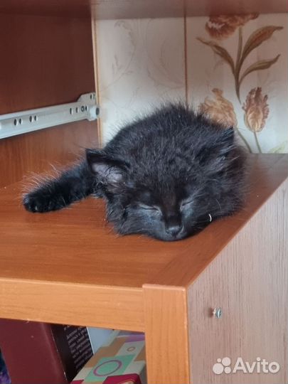 Черный котенок