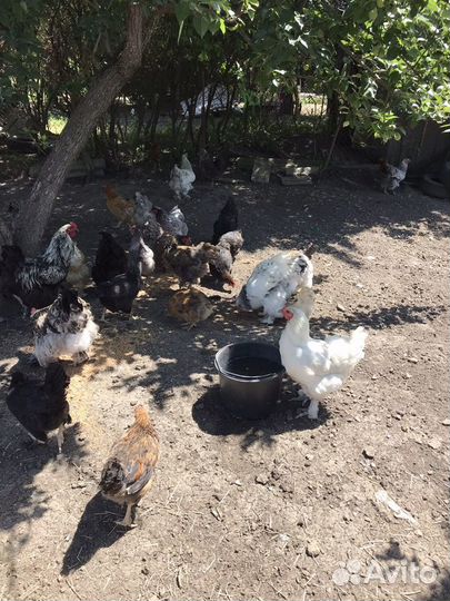 Индейки,Куры,Гуси,Утки,Петухи,Цесарки