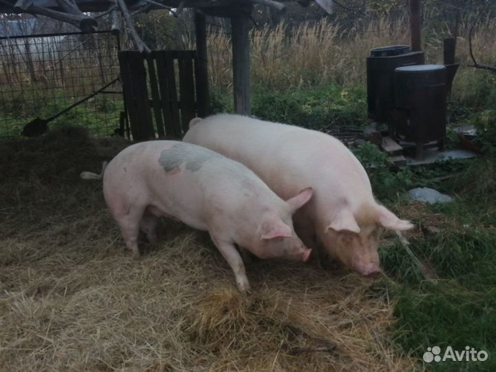 Продаю поросят