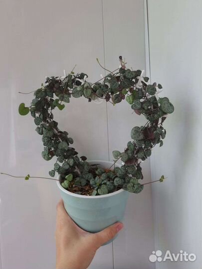 Церопегия Вуда, домашние растения