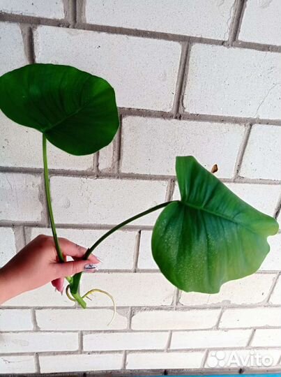 Монстера и диффенбахия