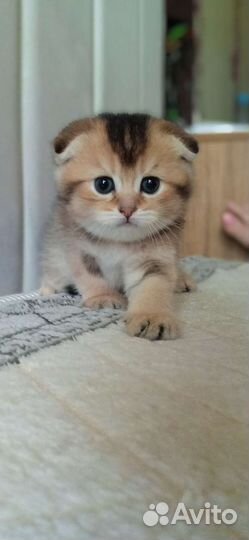 Котята 2 мальчика