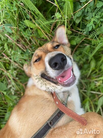 Собака Нона