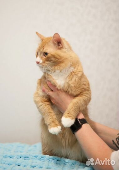 Рыжий красавец Нацу ищет дом