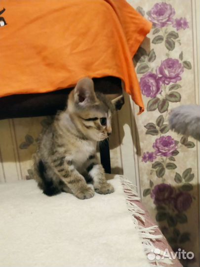 Кошка в дар бесплатно