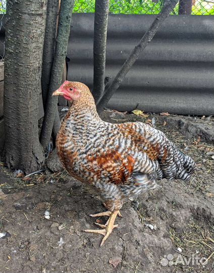 Молодой петух Белефельдер